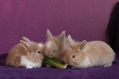 reproduction petits lapins